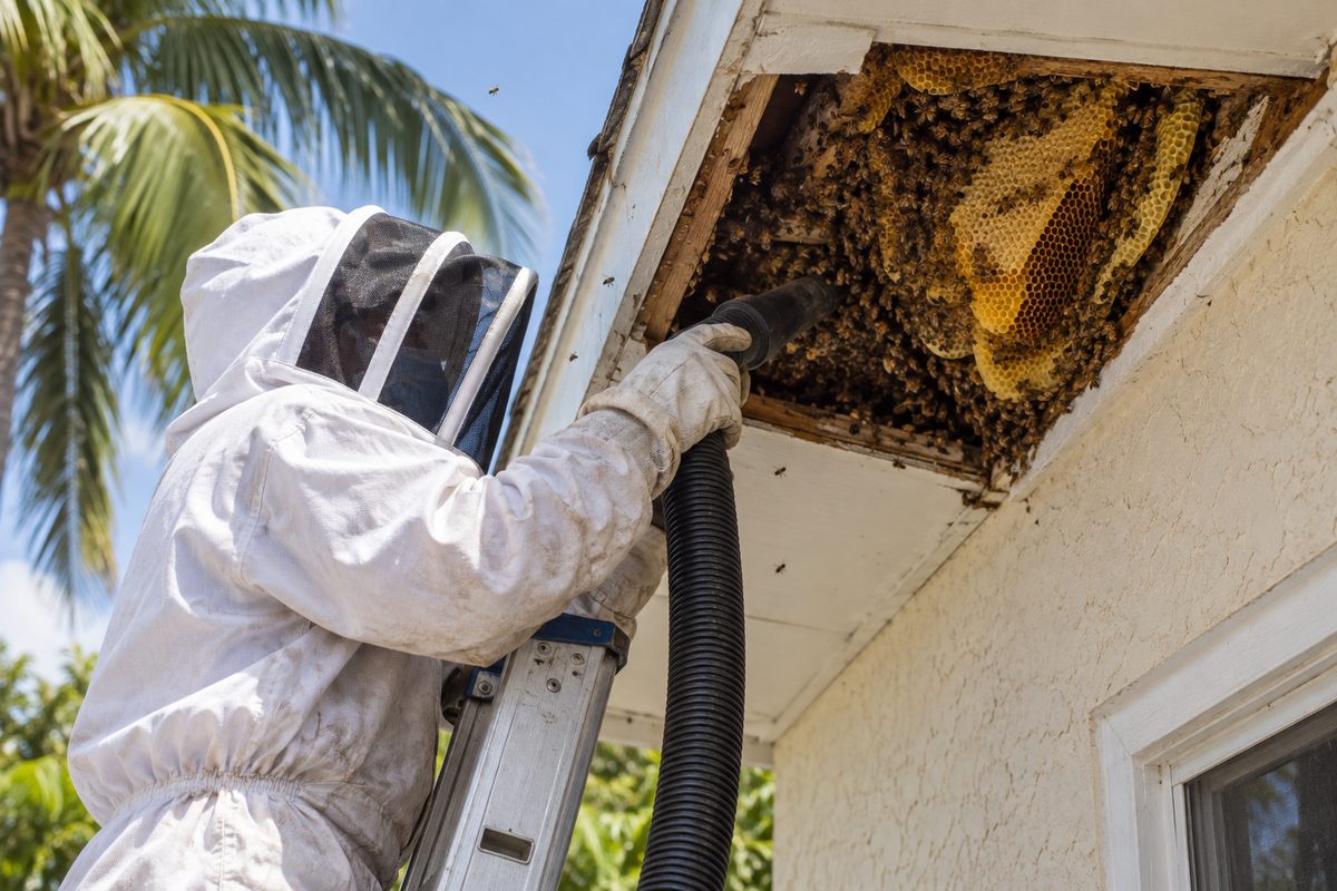 Honey bee comb exposed in an opened soffit during a colony removal